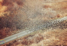 Birdwatching Bulgaria birdwatching bulgaria burgas bird