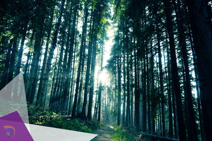 Vitosha Bulgaria Private Tours Forest