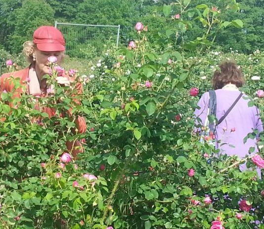 Rose Festival Bulgaria for Flowers Traditions and Cultural Celebration