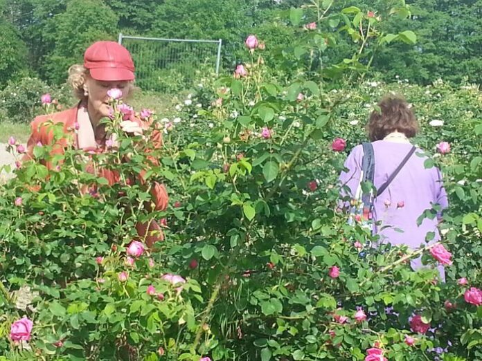 Rose_Festival_Bulgaria_092